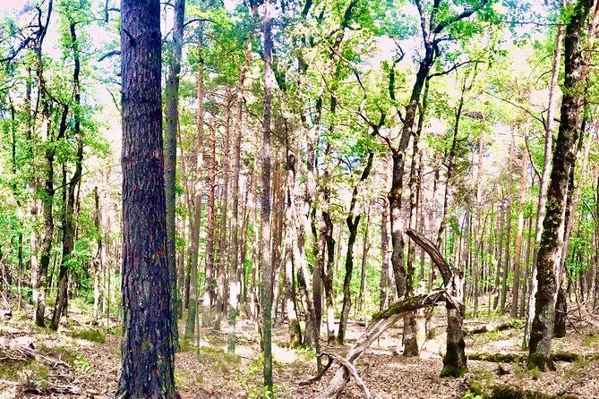 Tour with the Mountain Train, Trek to Mystic Forest and Castle - Key highlights you’ll actually care about